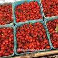 Wholesale Dried Wild Goji Berry Ningxia bulk